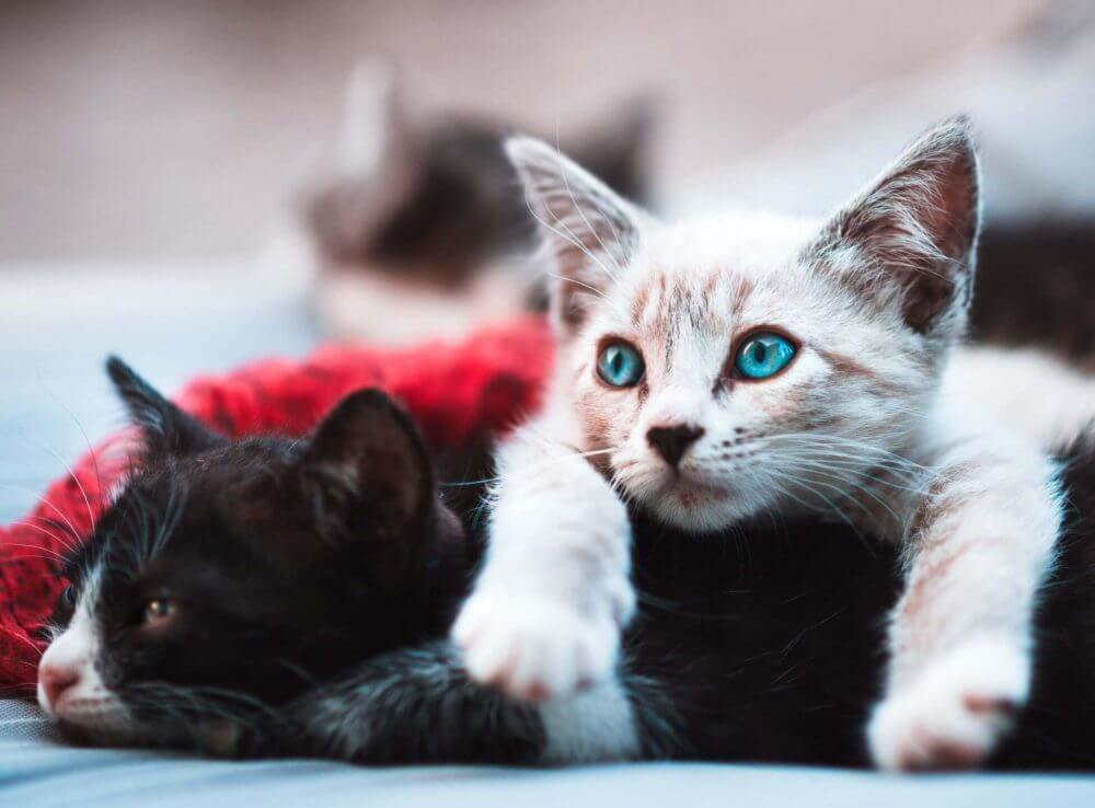 two kittens