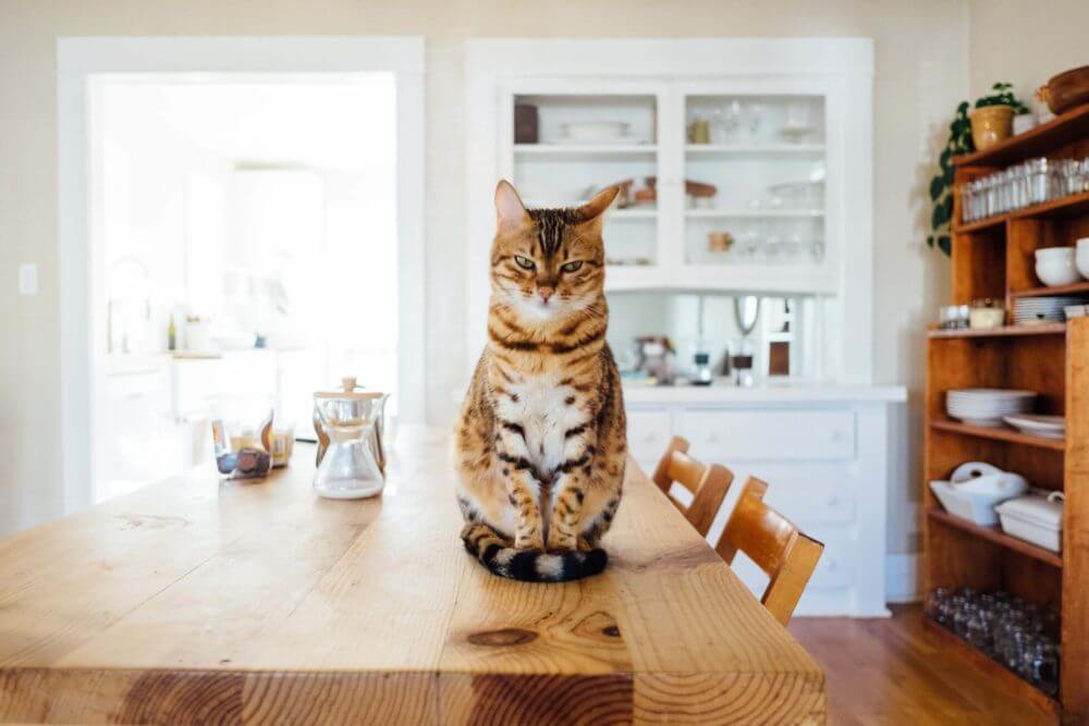 cat on the table