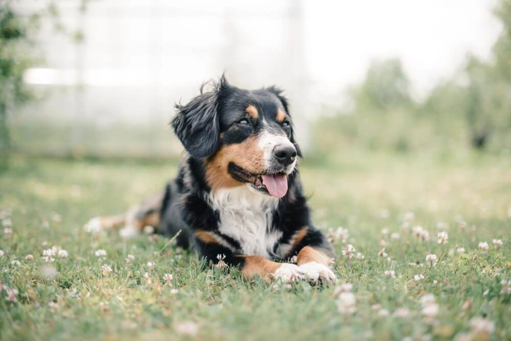 Dog lying on the grass