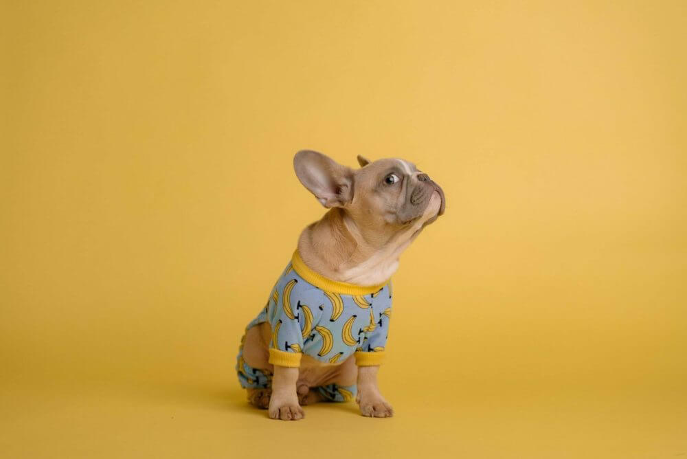 A French Bulldog dog in clothes prepared for long-distance moving