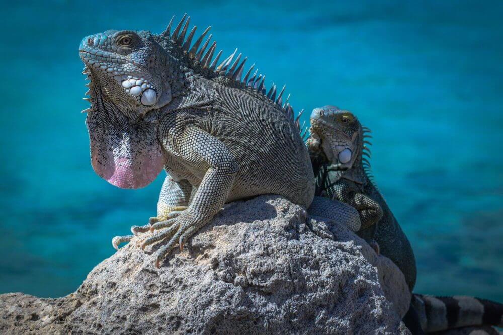 iguana on the rock