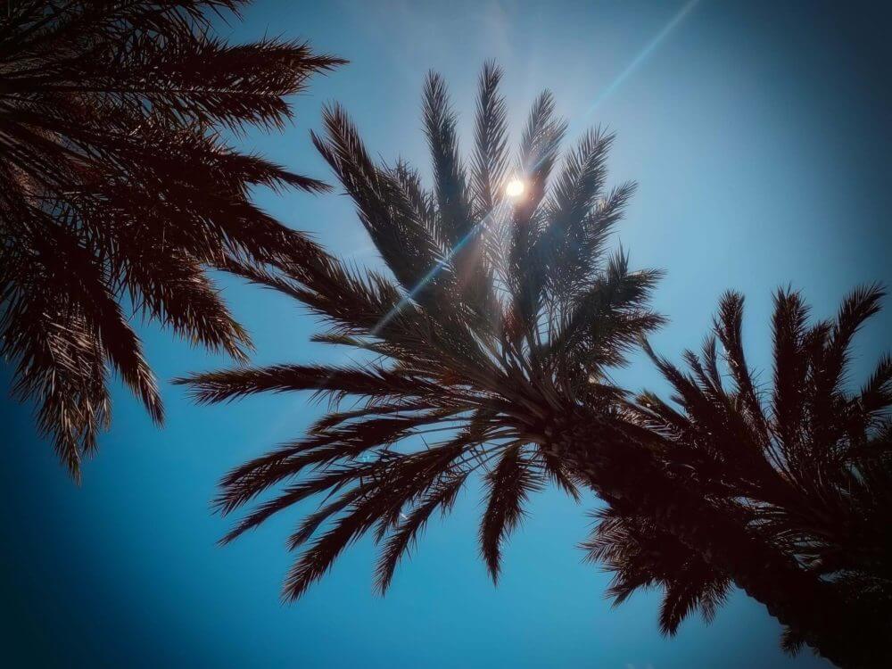 A few palm trees on a sunny day