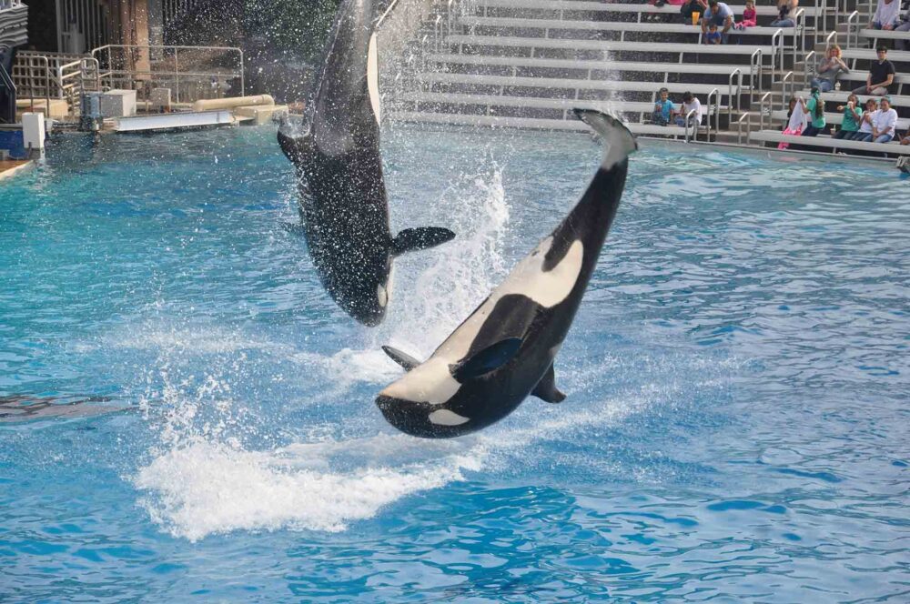 San Diego Seaworld black and white whale in water