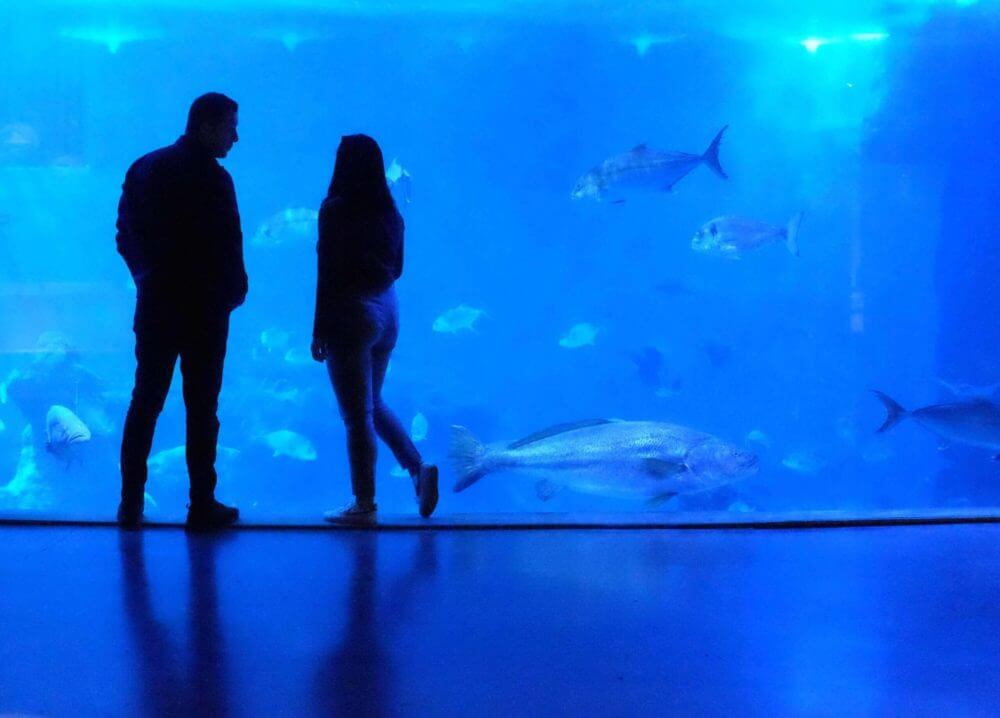 couple in aquarium