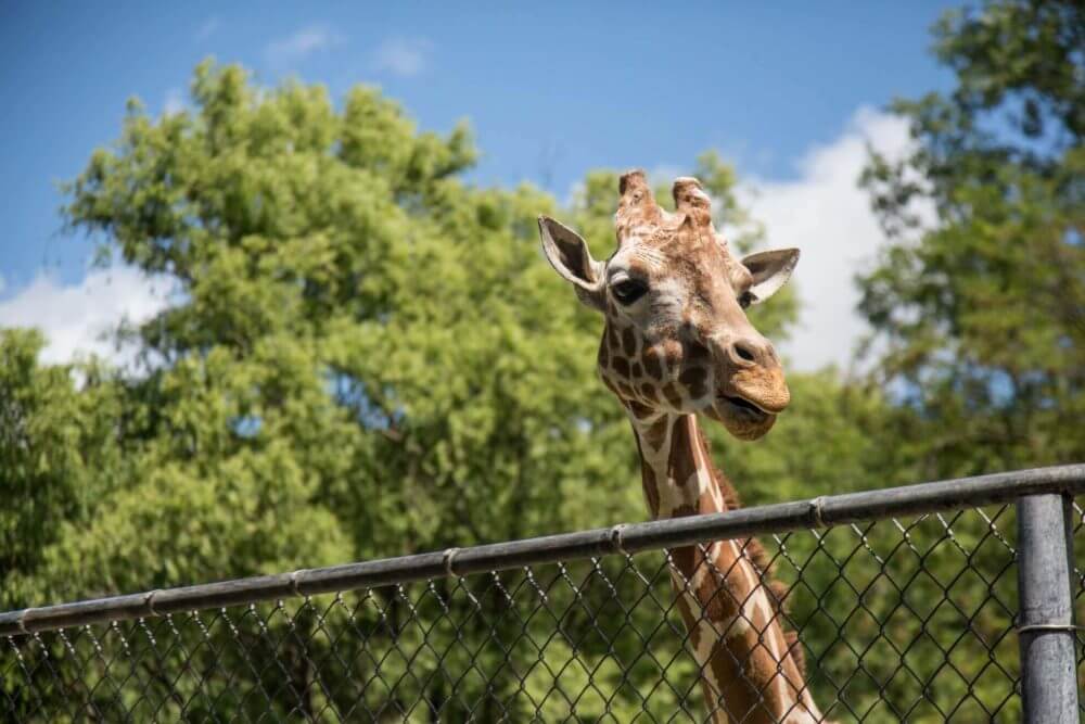 giraffe in the zoo