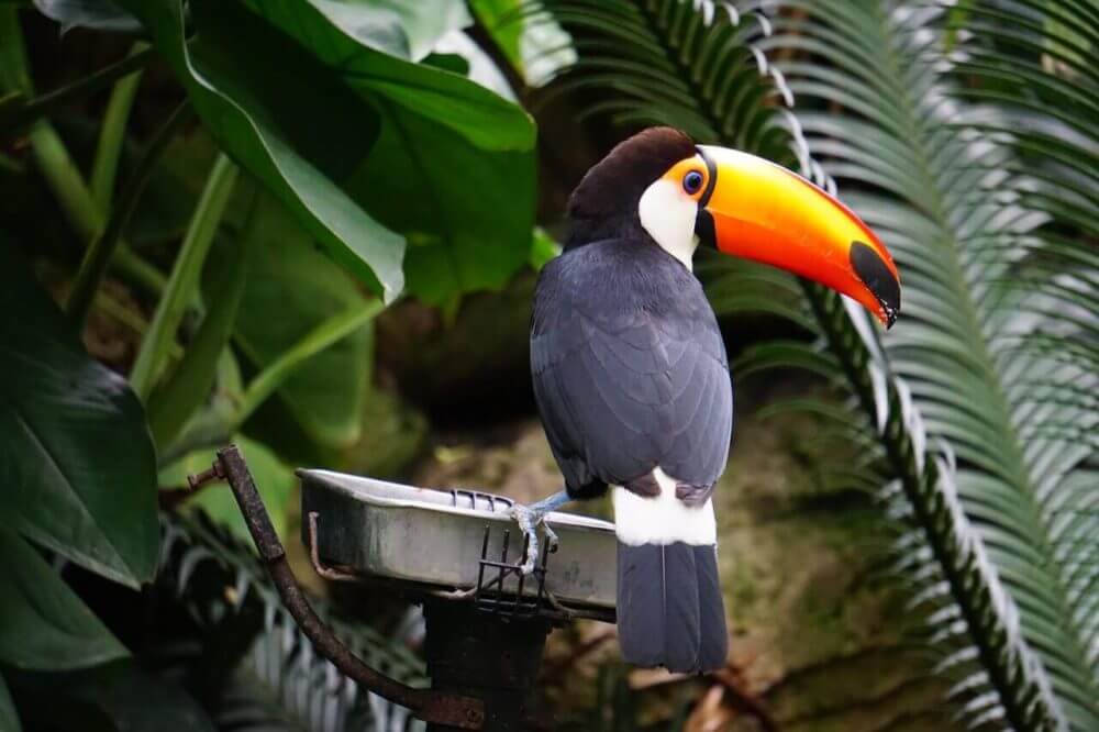 toucan tropical bird