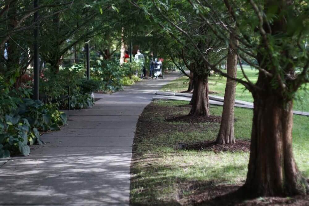 A paved path in a park surrounded with trees