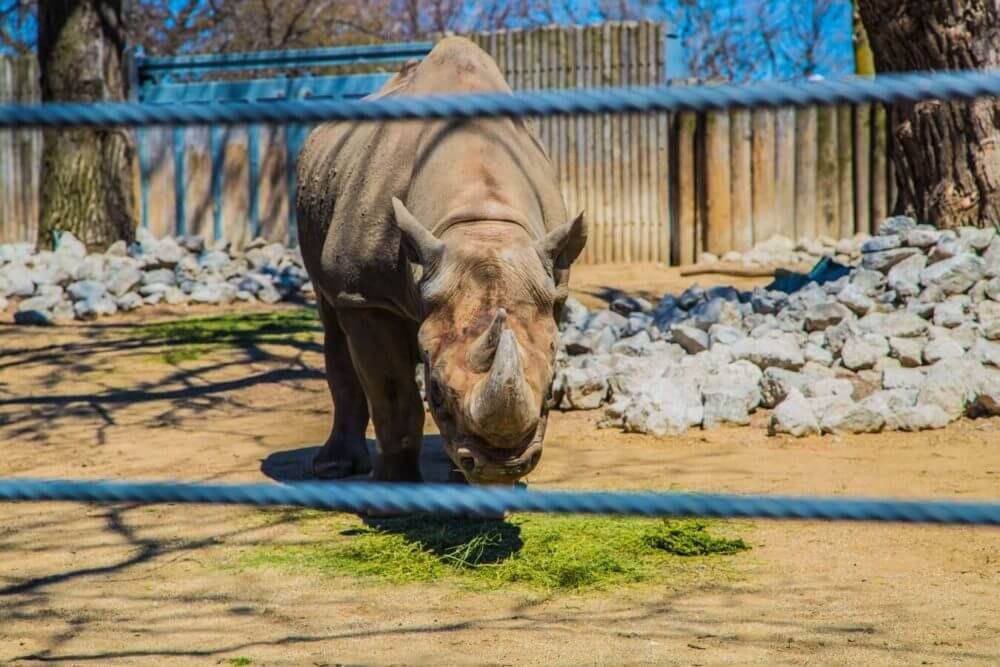 A rhinoceros in a zoo