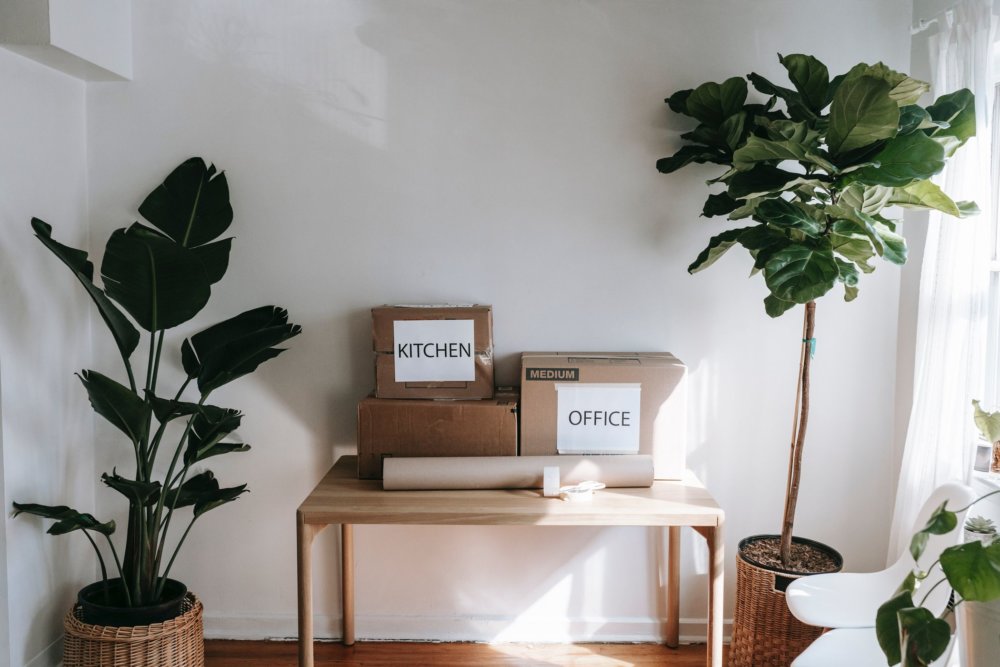 Organized boxes sitting on a table, surrounded by potted plants