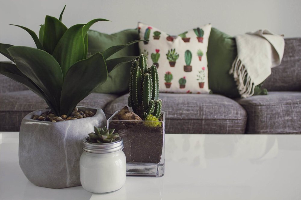 Plants on the table before long-distance moving