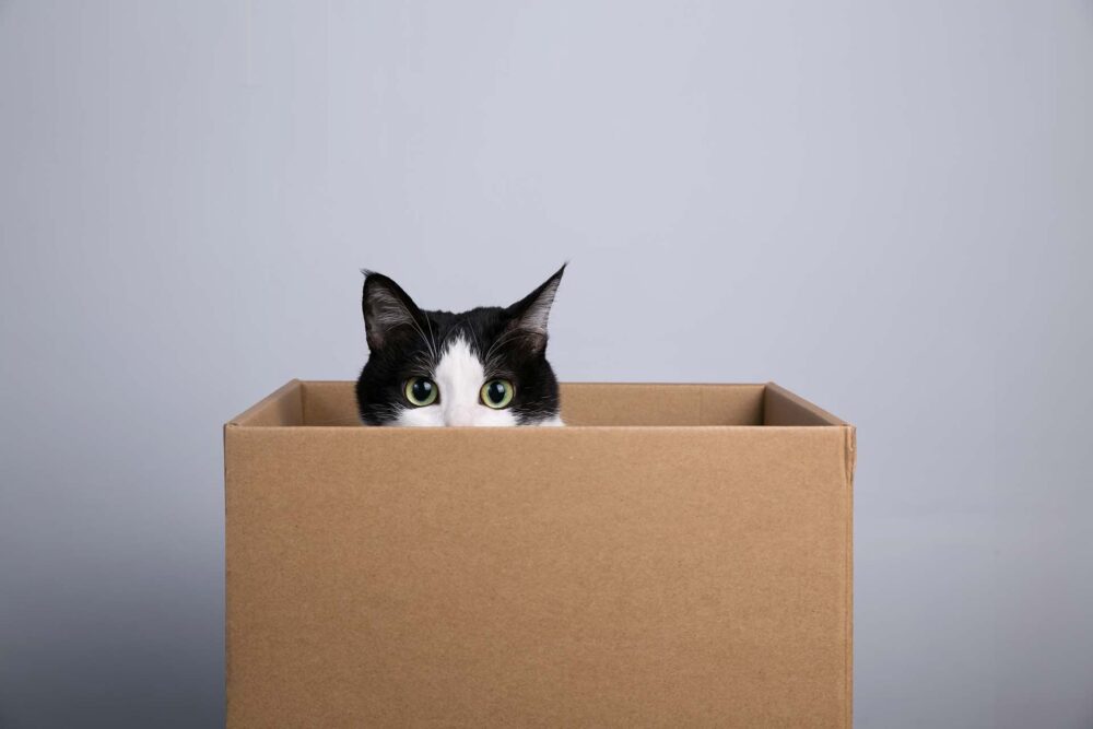 A cardboard box with a cat