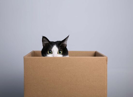 Moving With a Cat? Here’s Everything a Good Pet Parent Should Know About