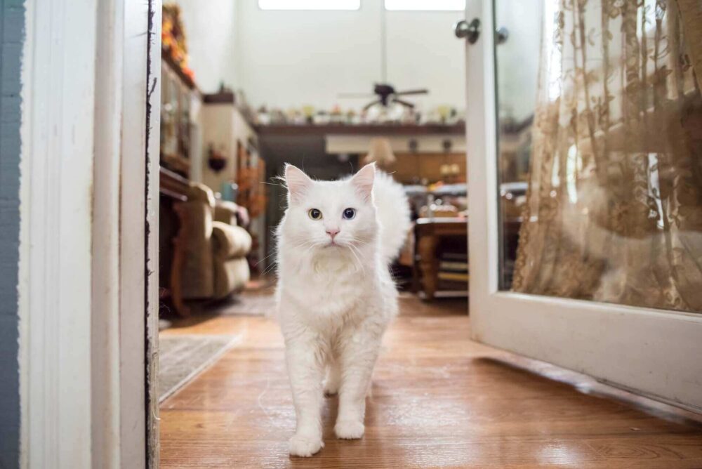 Cat exploring a new home