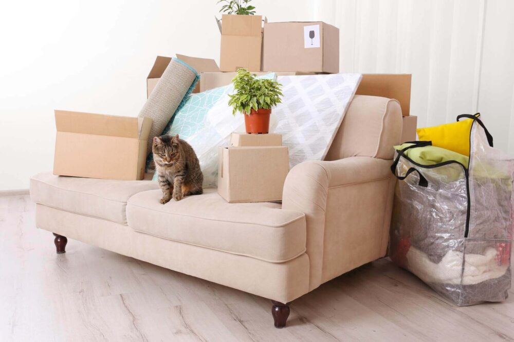 Cat with boxes lying around the house before long-distance moving