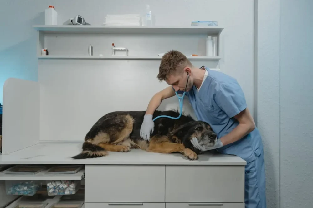 A veterinarian and a dog