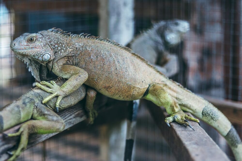 Iguanas in a cage